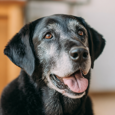 Diabetes in Dogs