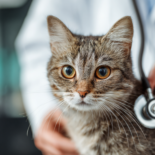Feline Diabetes Management: Using CGMs to Improve Cat Health