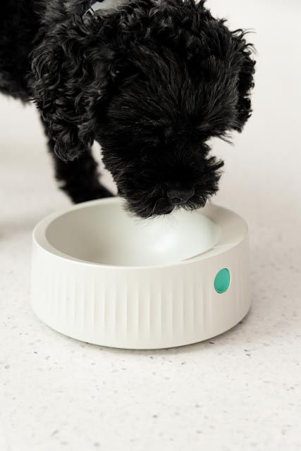 AdaFeeder bowl below a dog's nose