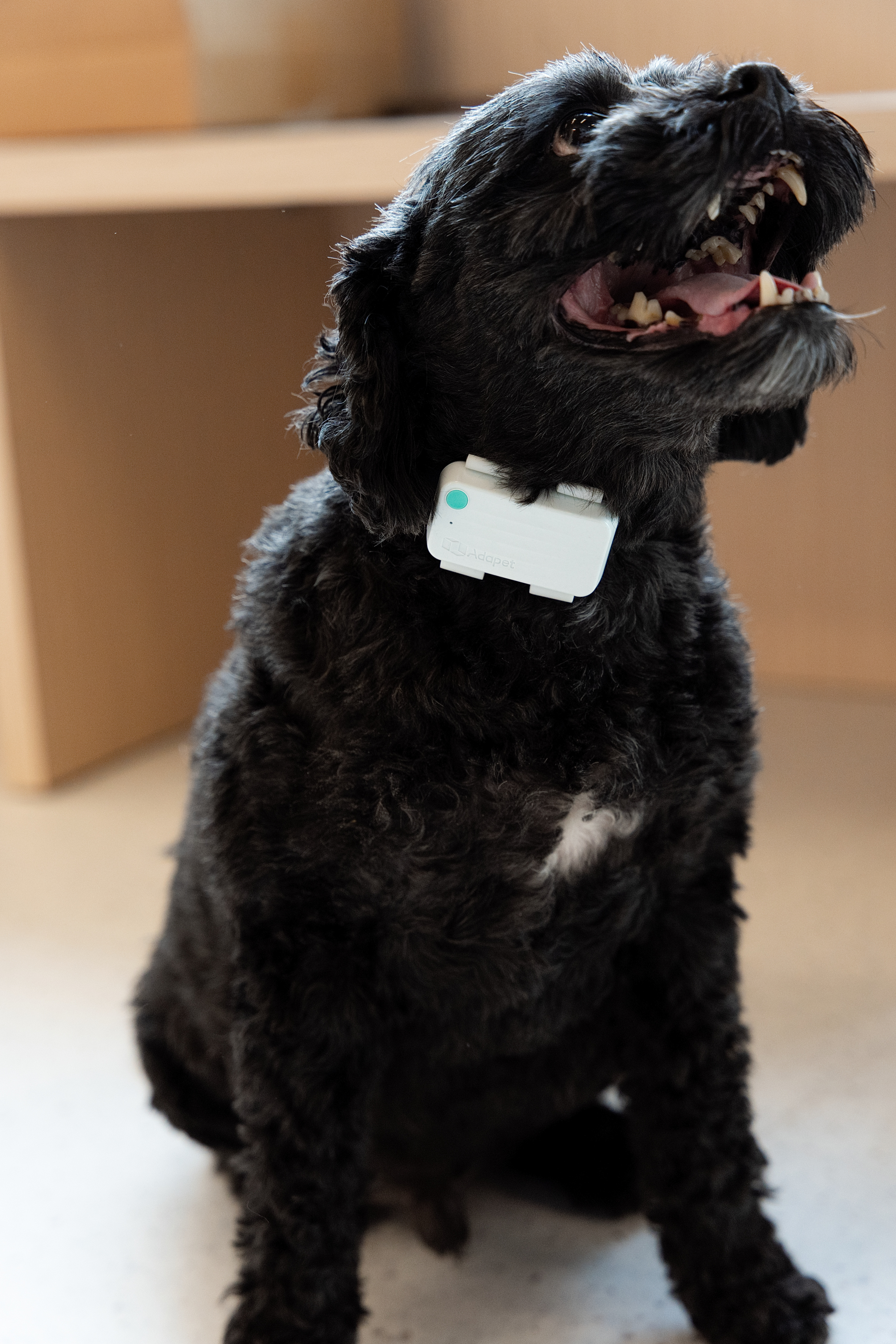 AdaPod device on a dog collar