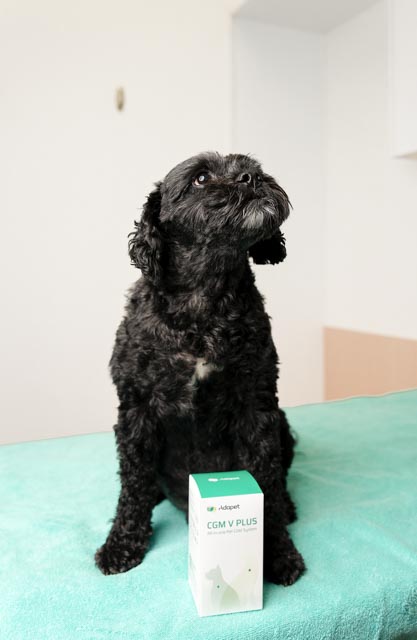 Veterinarian with a diabetic dog patient in clinic setting
