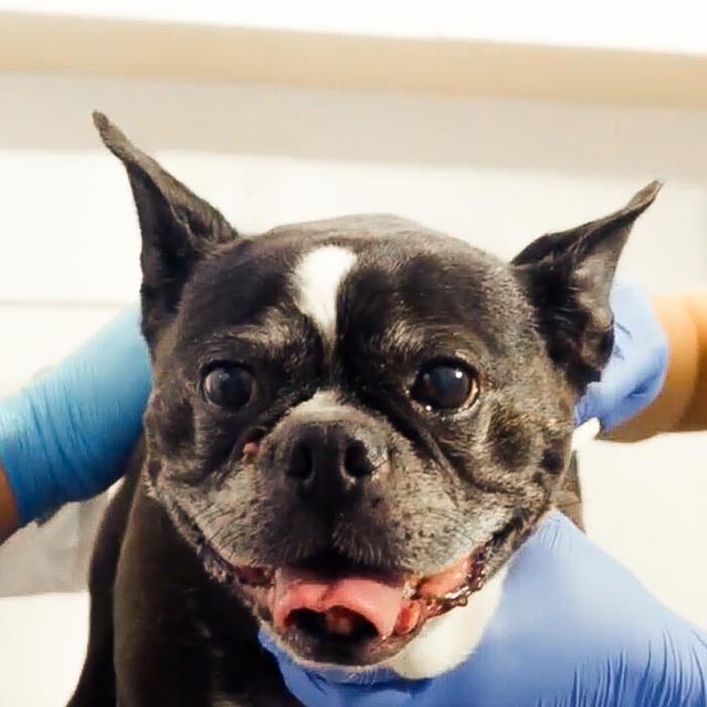 Veterinary team applying an Adapet CGM sensor in clinic