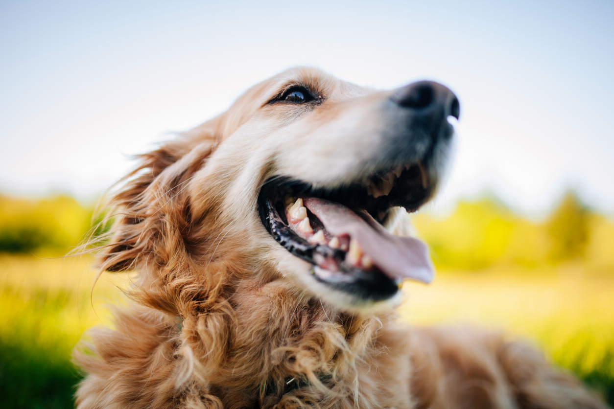 A pet owner with their dog using the Adapet app