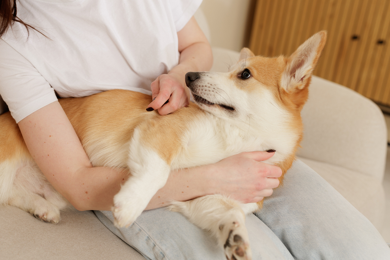 A pet owner with their dog