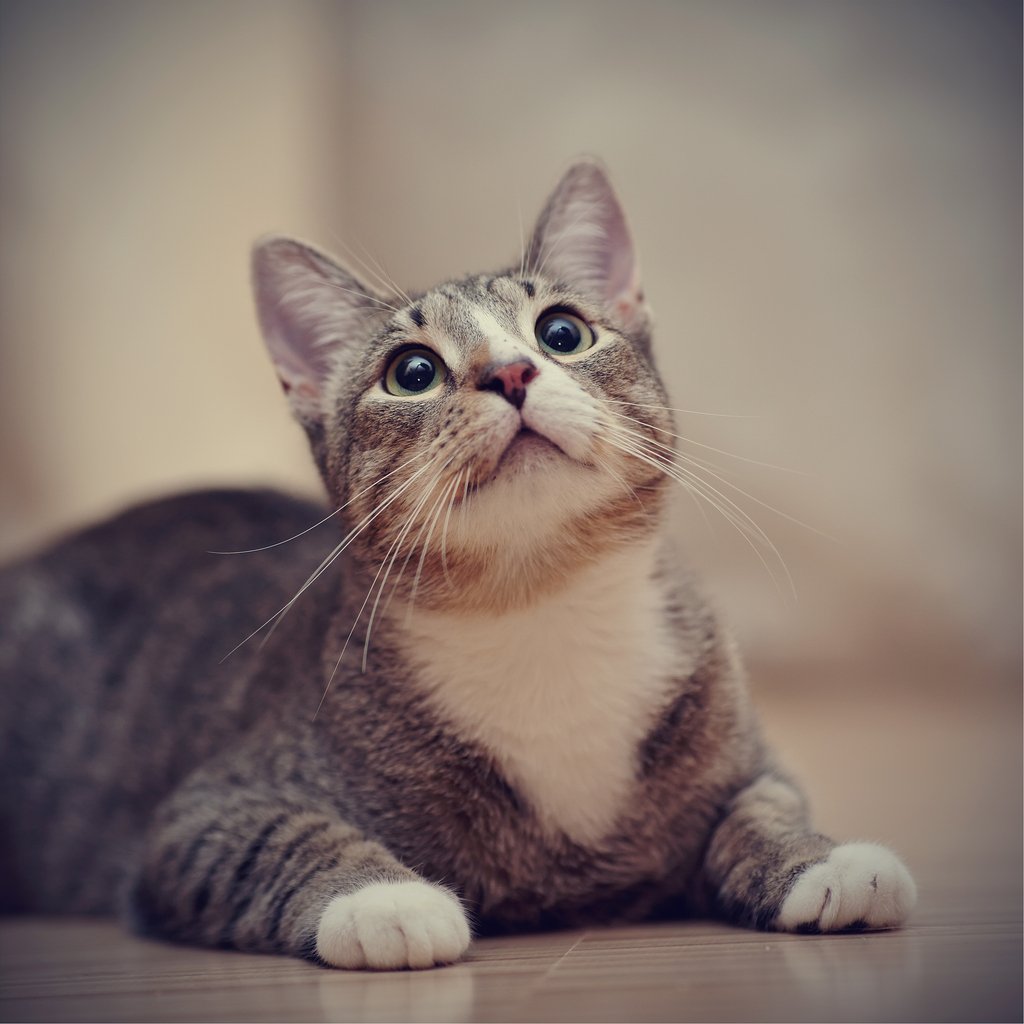 A cat at home — continuous care between vet visits