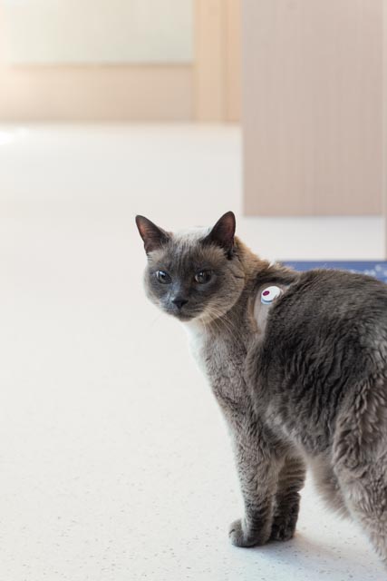 A diabetic cat being monitored with an Adapet CGM sensor