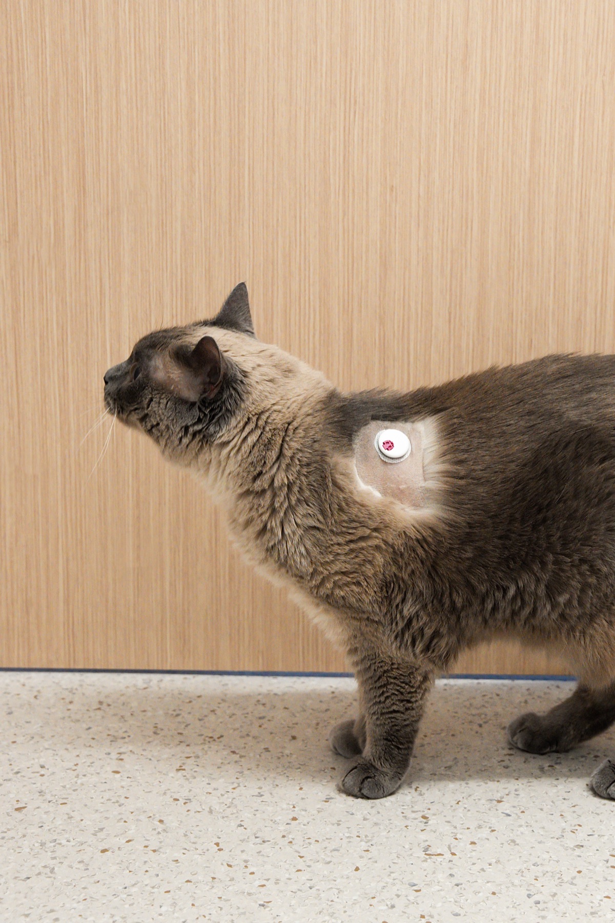 Adapet V Plus CGM sensor on a cat