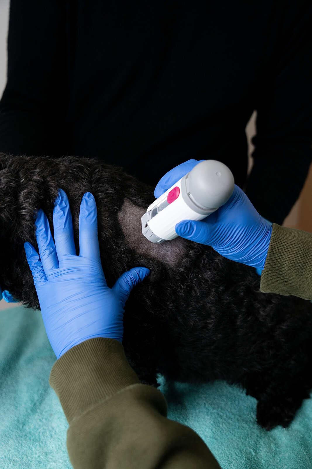 Veterinarian applying an Adapet CGM sensor on a small dog during a clinic visit
